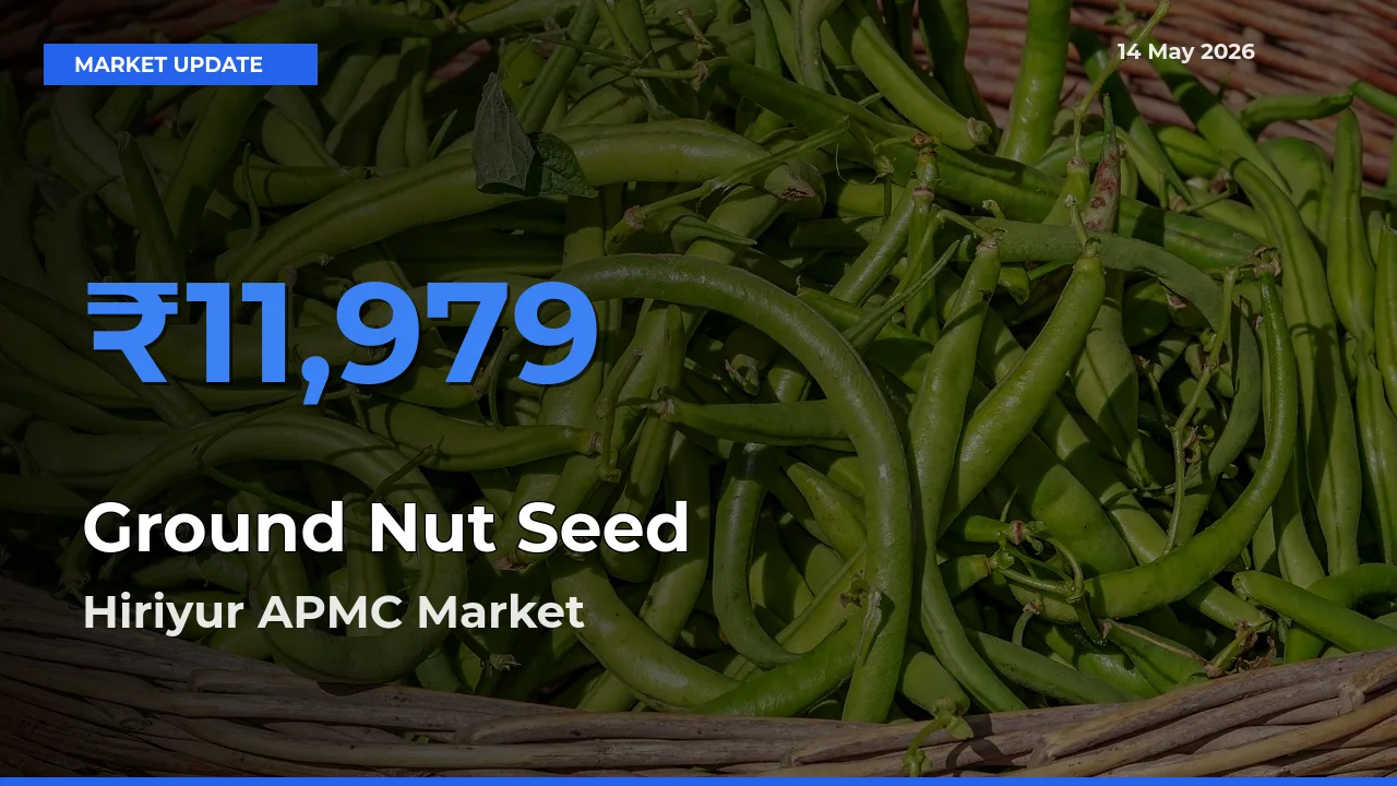 Hiriyur APMC Offers ₹11,979 – Highest Ground Nut Seed Rate Today