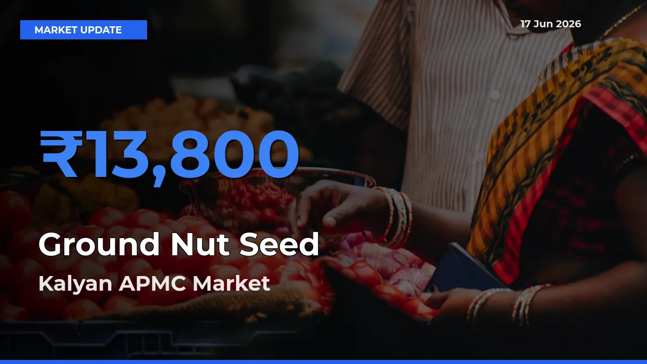 Top Performer! Kalyan APMC Offers Best Ground Nut Seed Price Today