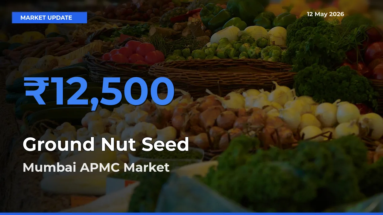 Market Watch: Mumbai APMC Becomes Top Mandi for Ground Nut Seed