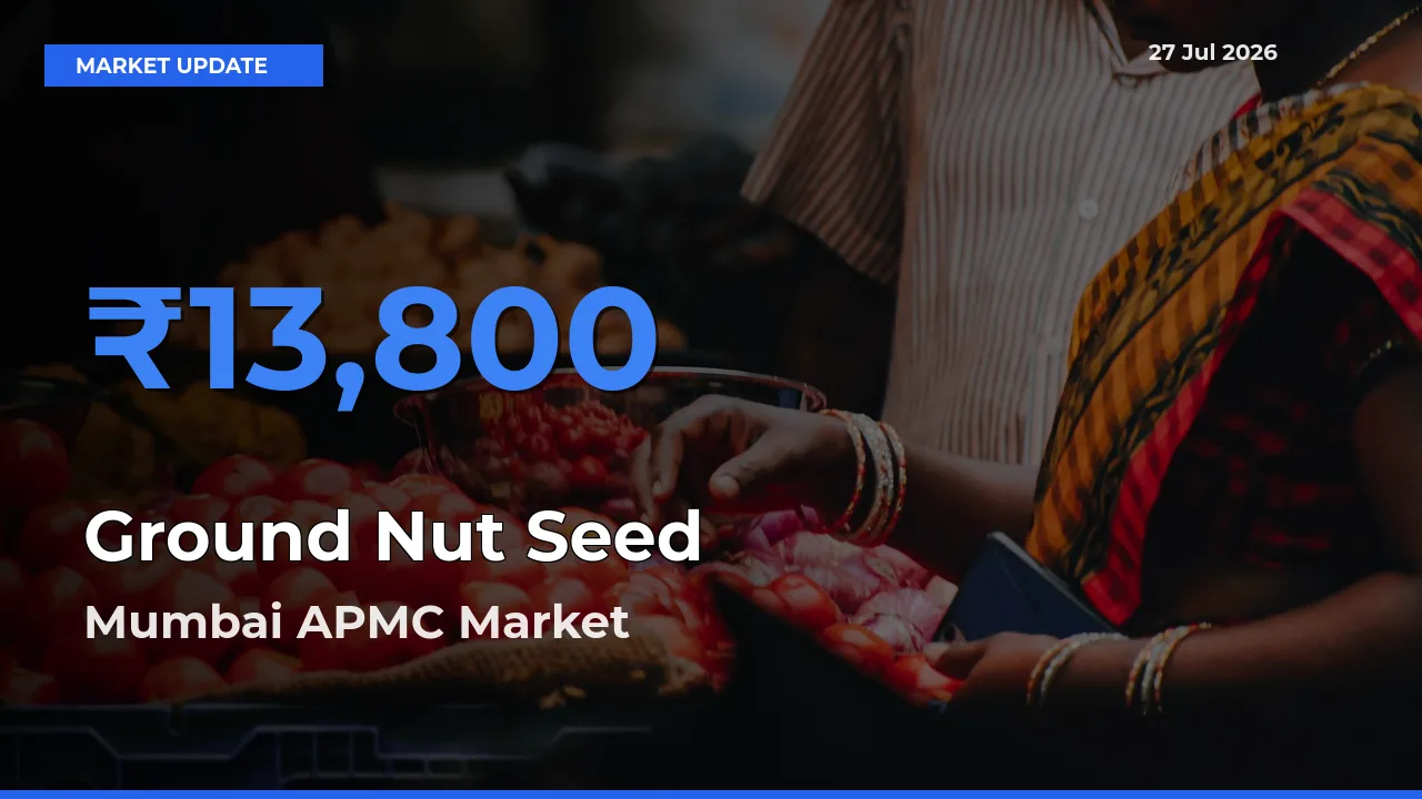 Ground Nut Seed Mandi Rate Today: Mumbai APMC, Maharashtra Tops the List