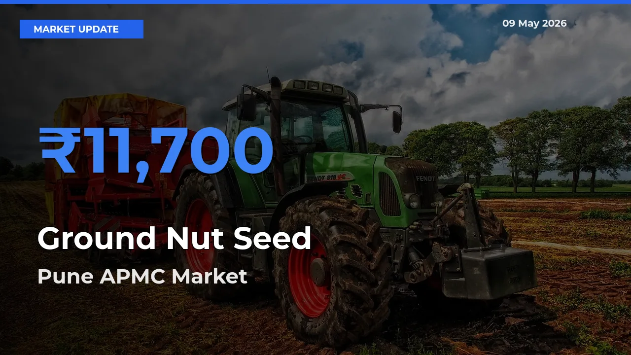 Farmers Prefer Pune APMC as Ground Nut Seed Hits Highest Rate