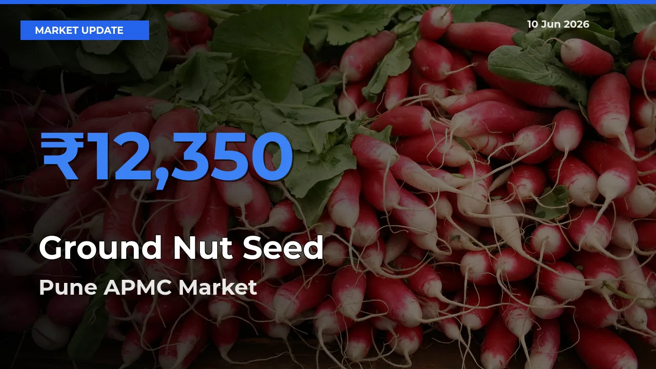 Market Watch: Pune APMC Becomes Top Mandi for Ground Nut Seed