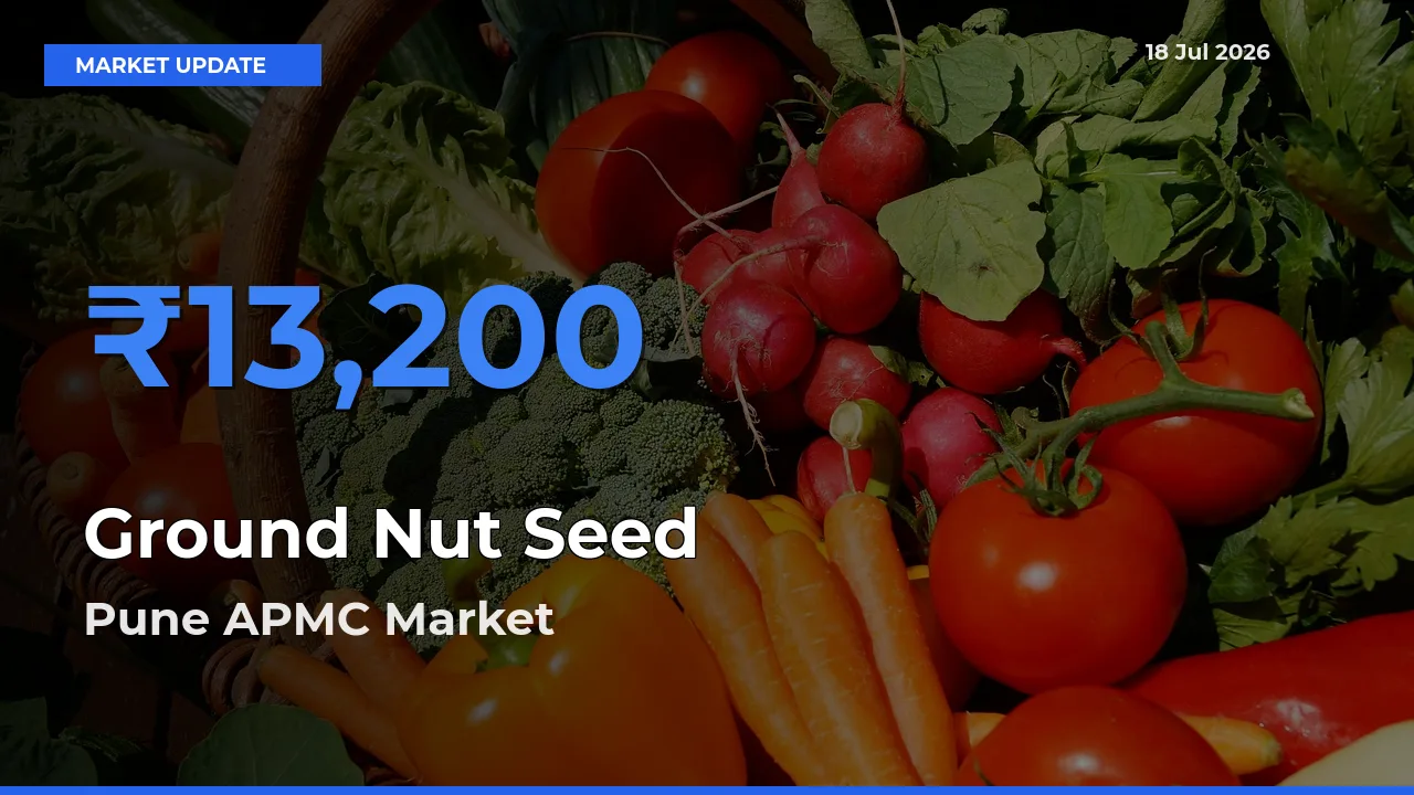 Pune APMC Offers ₹13,200 – Highest Ground Nut Seed Rate Today