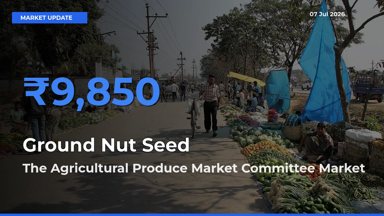 The Agricultural Produce Market Committee Offers ₹9,850 – Highest Ground Nut Seed Rate Today
