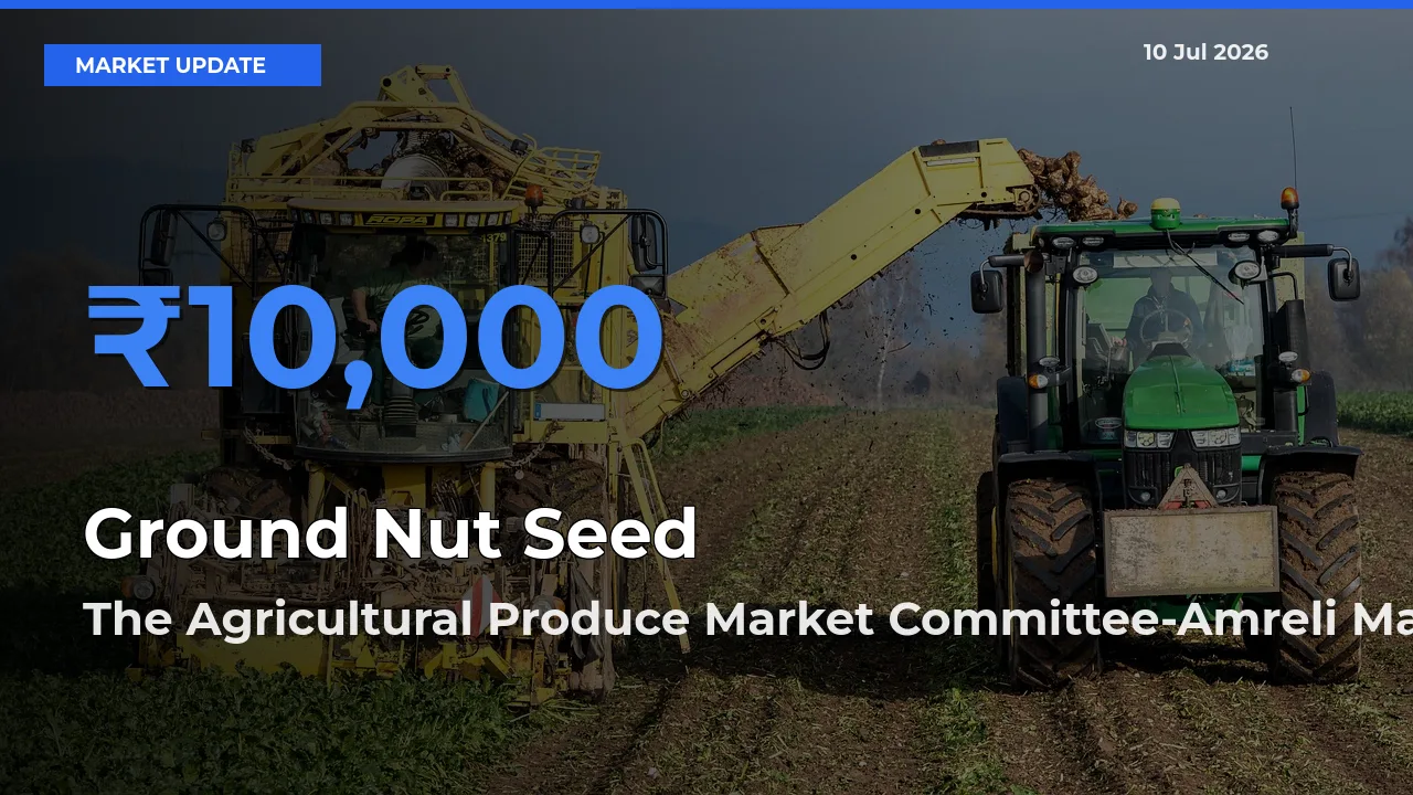 The Agricultural Produce Market Committee-Amreli Tops Ground Nut Seed Rates – July 10 Market Update
