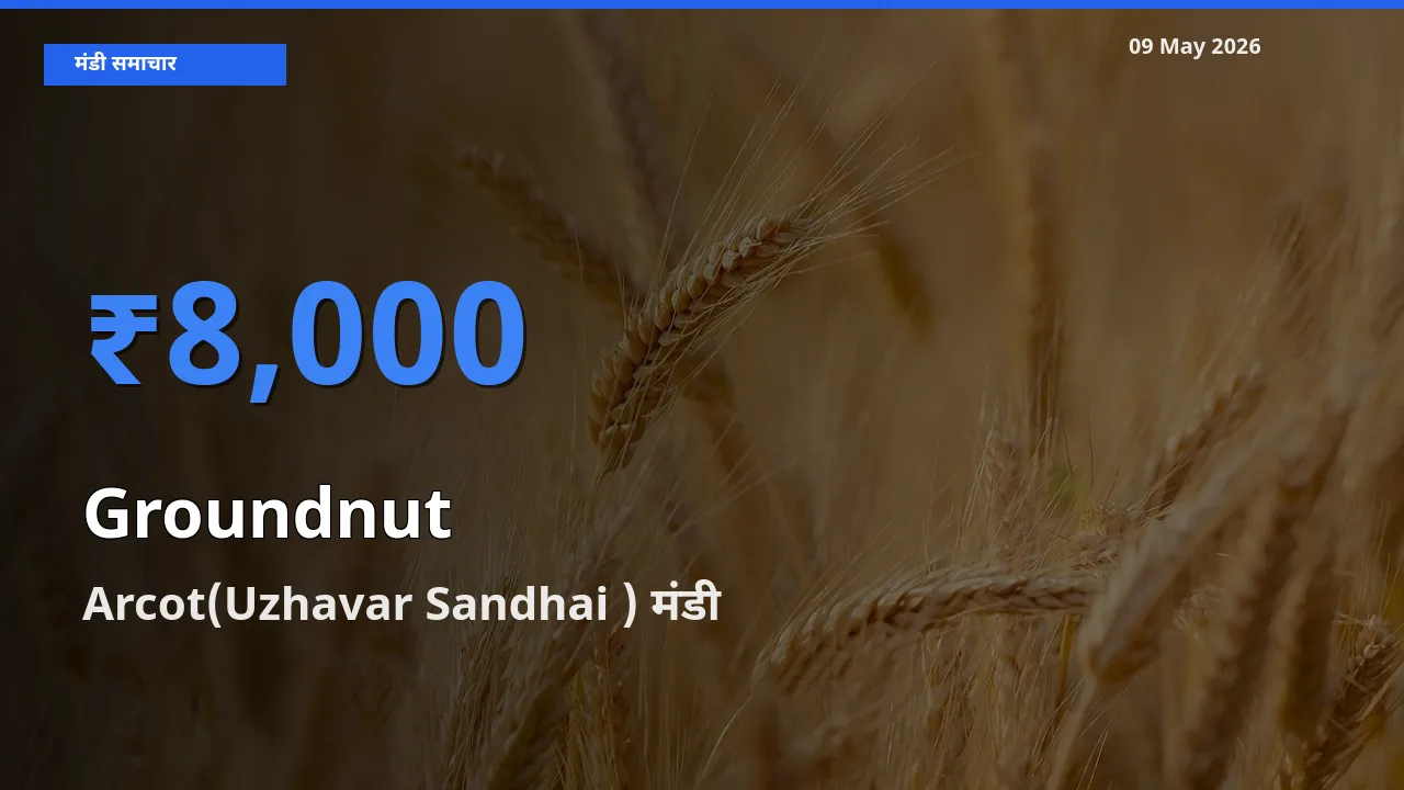 आज का मंडी भाव: मूंगफली के सबसे ज़्यादा दाम Arcot(Uzhavar Sandhai ) में
