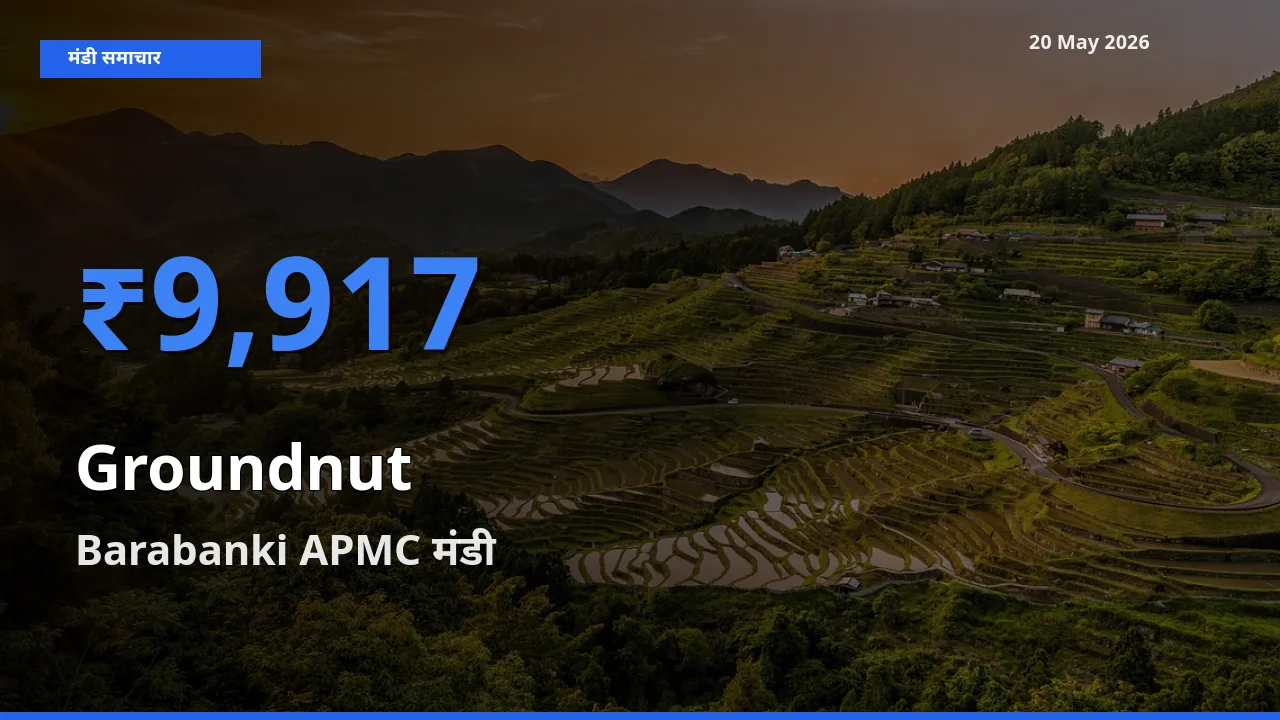 Barabanki APMC मंडी में मूंगफली ₹9,917 पर पहुँचा – आज का सर्वोच्च भाव