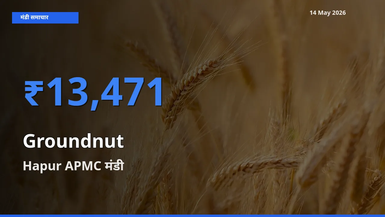 आज का मंडी भाव: मूंगफली के सबसे ज़्यादा दाम Hapur APMC में