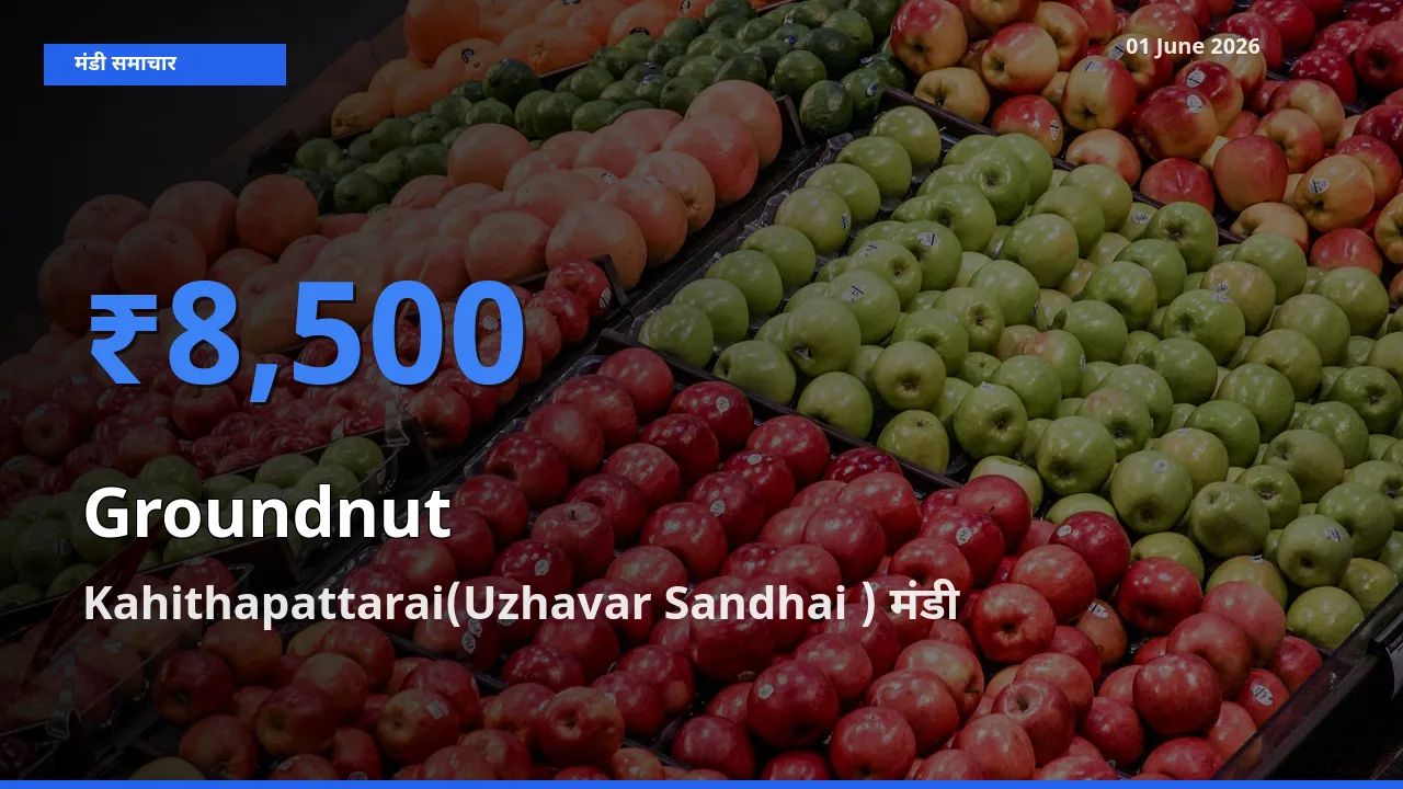 टॉप मंडी बना Kahithapattarai(Uzhavar Sandhai )! मूंगफली के सबसे ऊँचे दाम यहीं दर्ज