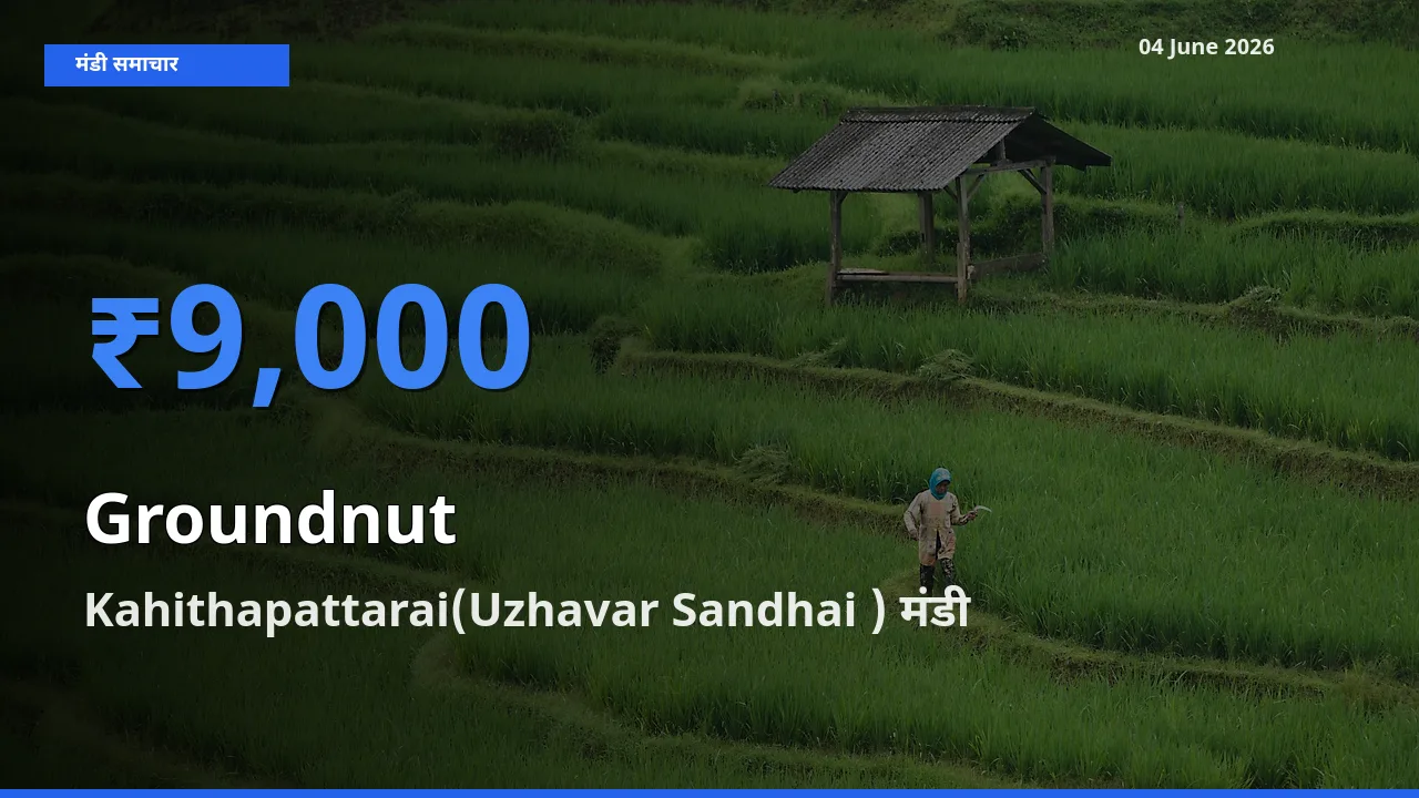Kahithapattarai(Uzhavar Sandhai ) मंडी में मूंगफली ₹9,000 पर पहुँचा – आज का सर्वोच्च भाव