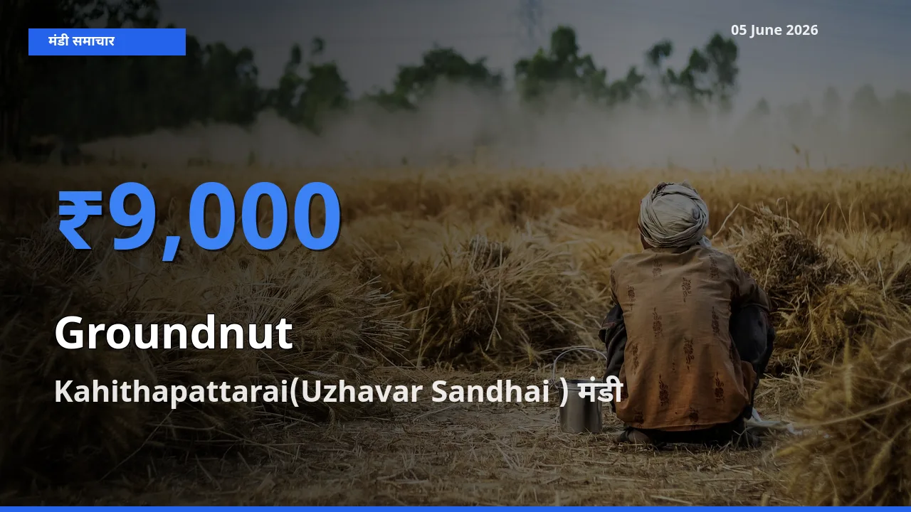 किसानों की पसंद बना Kahithapattarai(Uzhavar Sandhai ), मूंगफली के सबसे अच्छे दाम