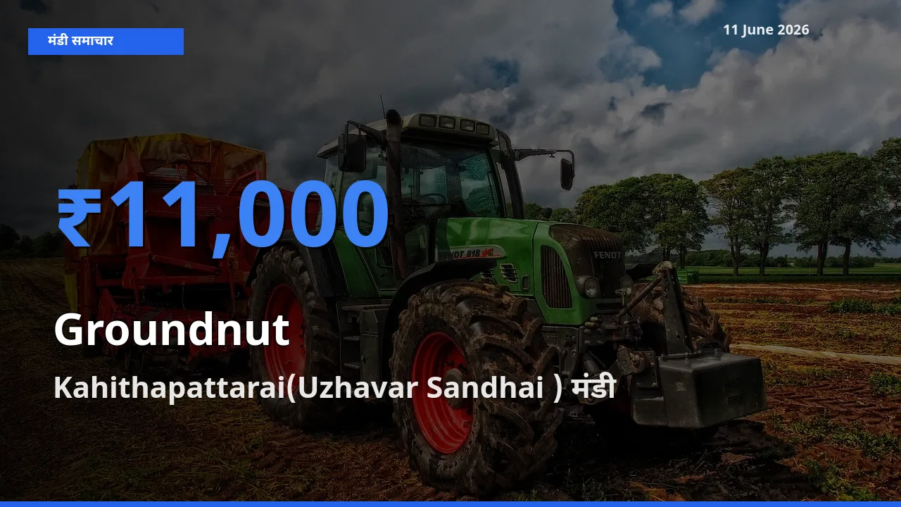 11 June अपडेट: मूंगफली के सबसे ऊँचे दाम Kahithapattarai(Uzhavar Sandhai ) मंडी में