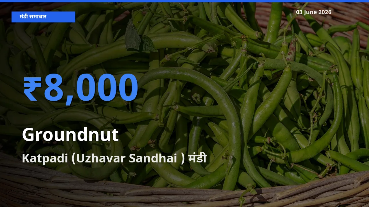 Katpadi (Uzhavar Sandhai ) मंडी में आज मूंगफली के सबसे ऊँचे दाम दर्ज