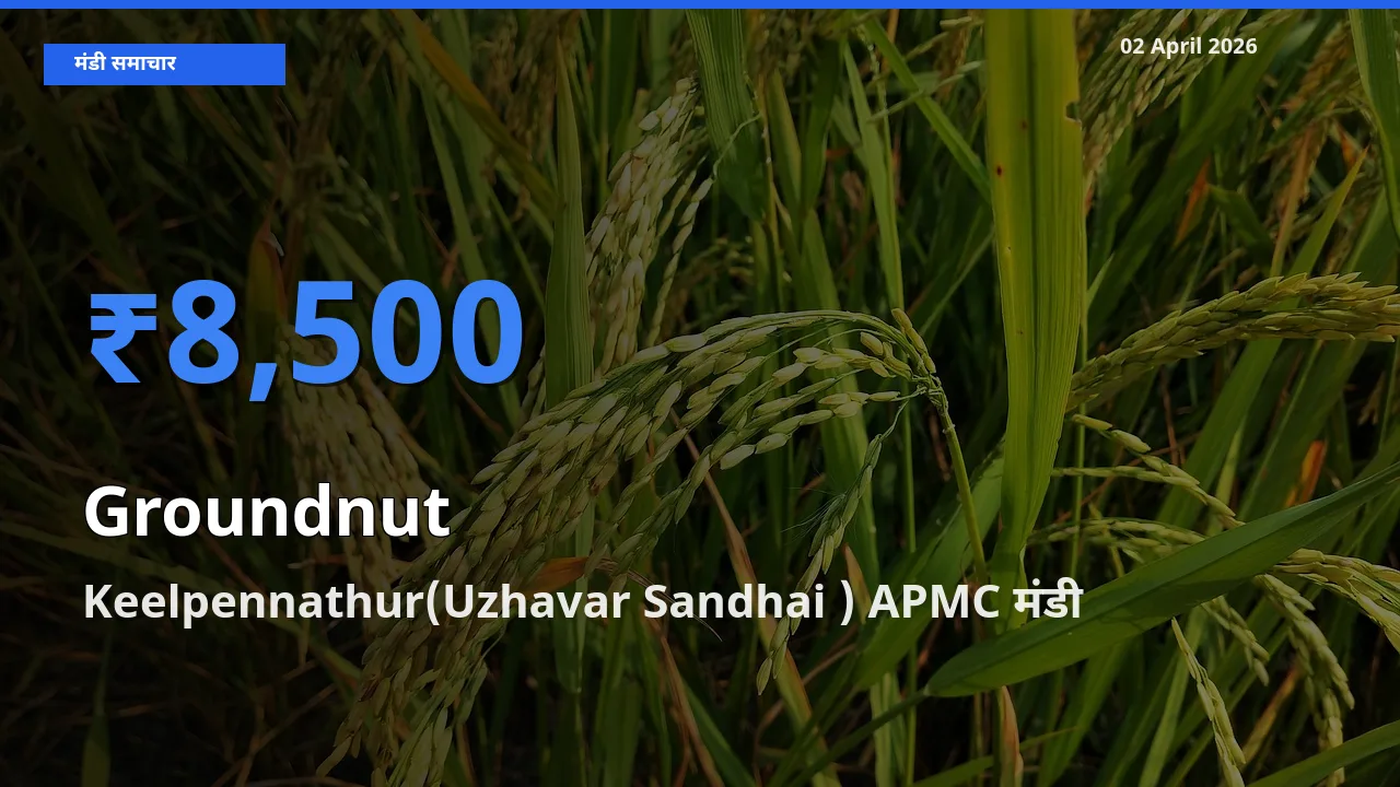 टॉप मंडी बना Keelpennathur(Uzhavar Sandhai ) APMC! मूंगफली के सबसे ऊँचे दाम यहीं दर्ज