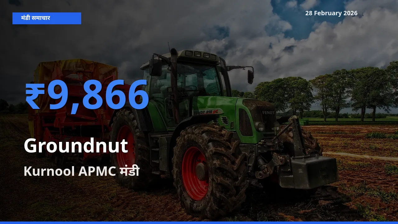 Kurnool APMC मंडी में आज Groundnut के सबसे ऊँचे दाम दर्ज