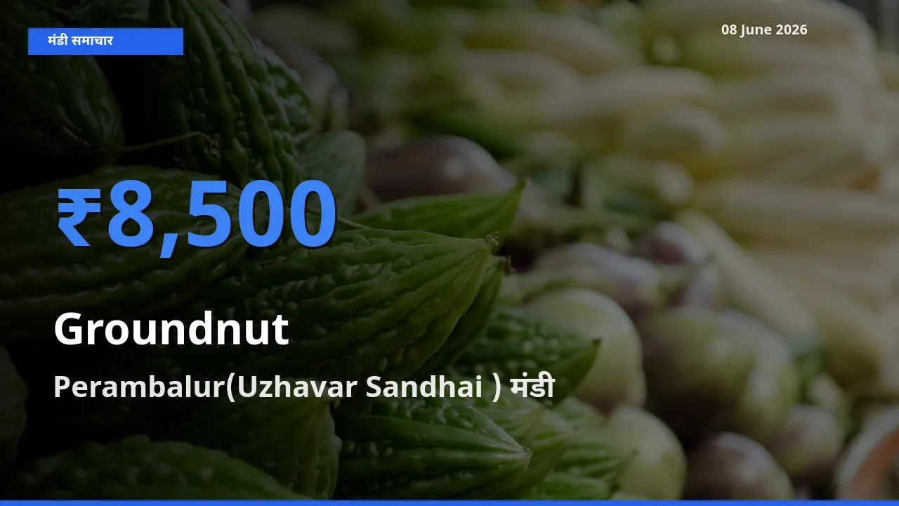 बाज़ार संकेत: Perambalur(Uzhavar Sandhai ) बना मूंगफली के लिए आज की टॉप मंडी