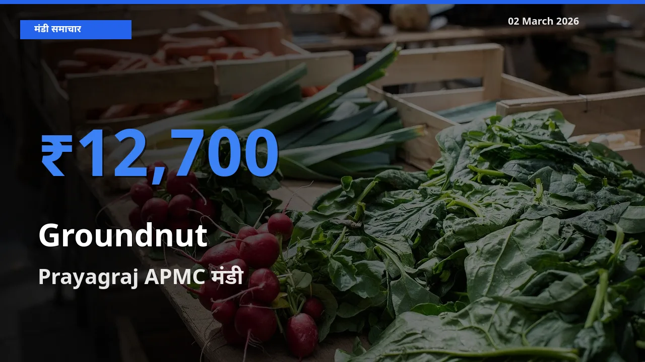 Prayagraj APMC मंडी में आज मूंगफली के सबसे ऊँचे दाम दर्ज