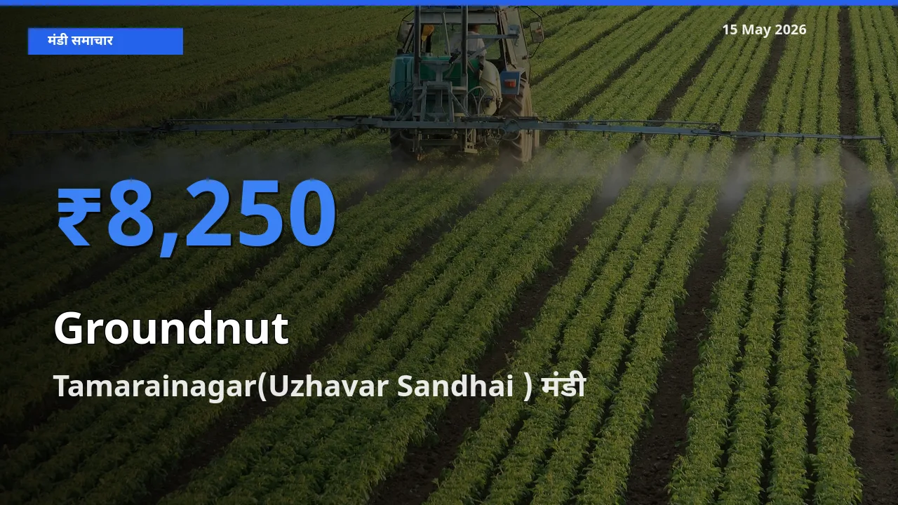 आज का मंडी भाव: मूंगफली के सबसे ज़्यादा दाम Tamarainagar(Uzhavar Sandhai ) में