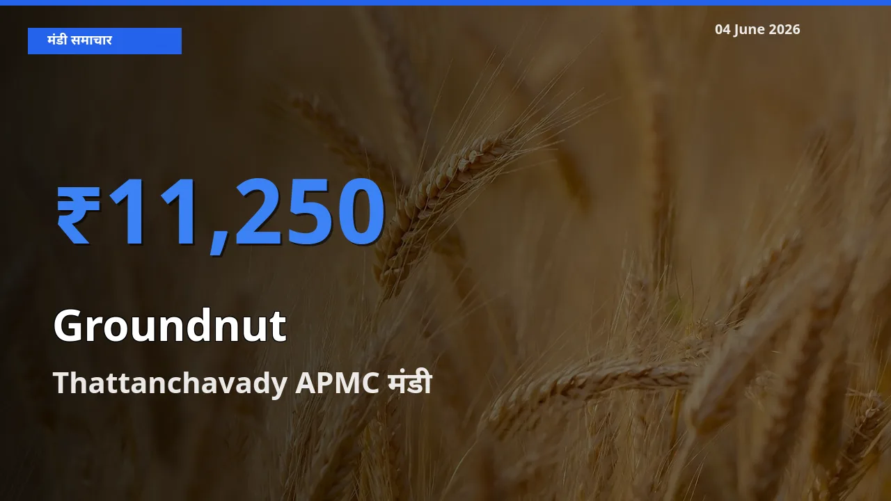 आज मूंगफली के सबसे ऊँचे दाम ₹11,250 Thattanchavady APMC मंडी में