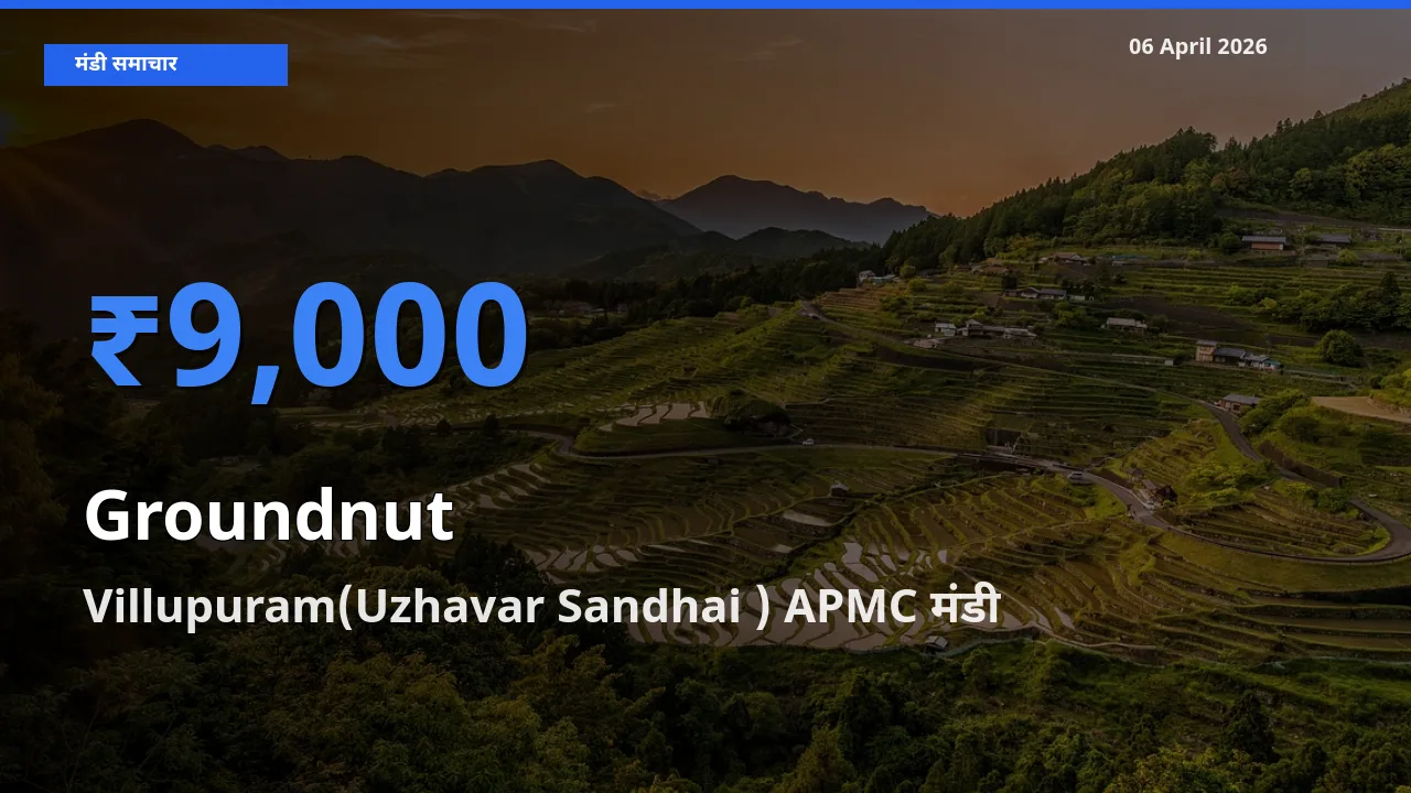 Villupuram(Uzhavar Sandhai ) APMC मंडी में मूंगफली ₹9,000 पर पहुँचा – आज का सर्वोच्च भाव