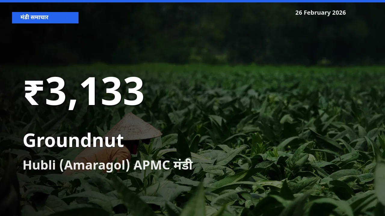 Groundnut के दामों में गिरावट, Hubli (Amaragol) APMC में 30 दिन का न्यूनतम भाव