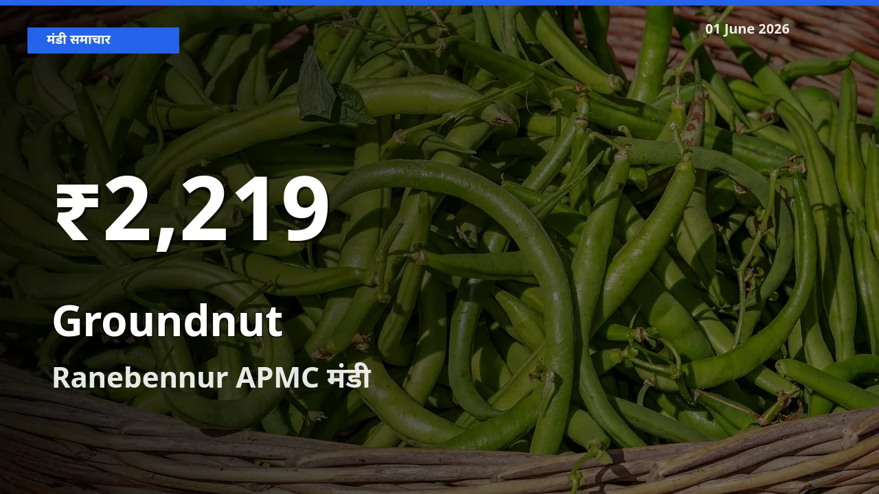 01 June अपडेट: मूंगफली के दाम 30 दिन के न्यूनतम स्तर पर, Ranebennur APMC