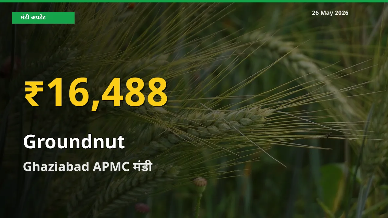 30 दिनों में सबसे ऊँचे स्तर पर मूंगफली के दाम, Ghaziabad APMC में उछाल