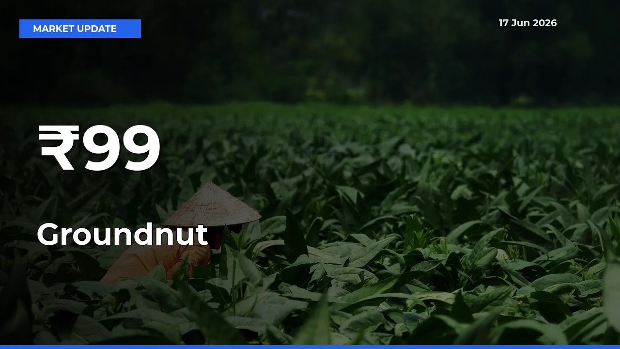 Groundnut Mandi Prices Move in Sync Across Major Markets Today