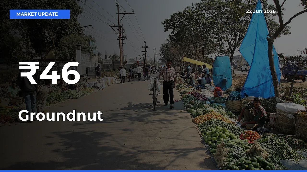 Groundnut Shows Strong Mandi Trend – June 22 Market Update