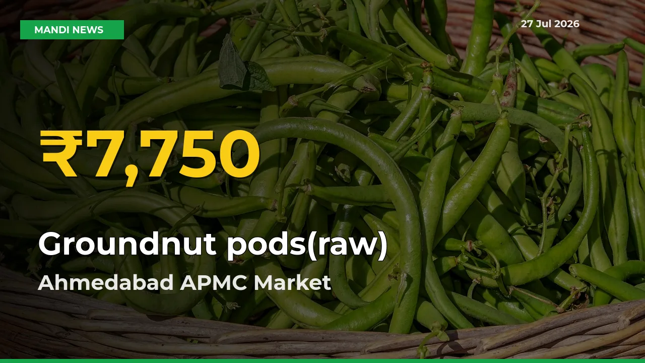 Farmers Benefit as Groundnut pods(raw) Rate Touches New High in Ahmedabad APMC, Gujarat