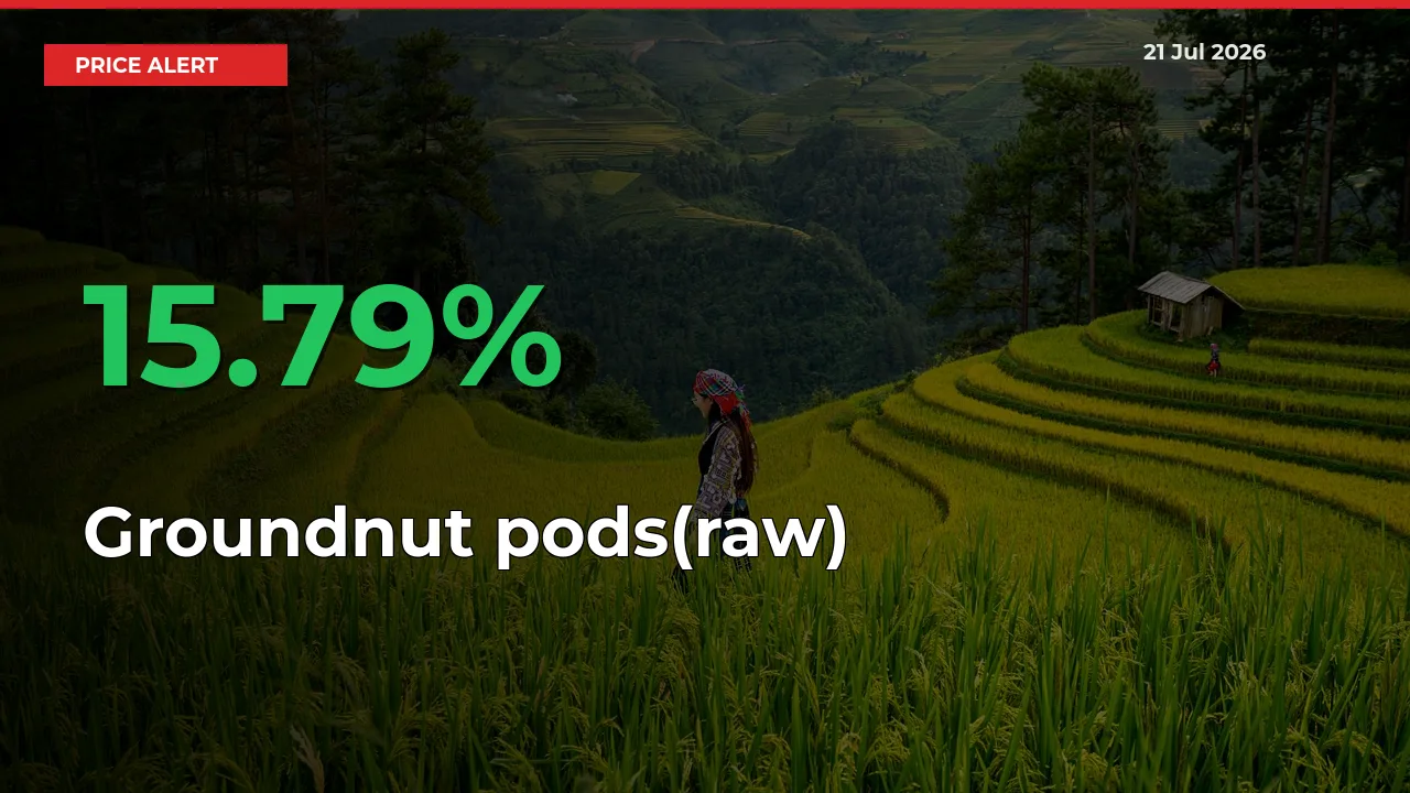 Why Groundnut pods(raw) Prices Rose 15.79% in a Day at Mandis