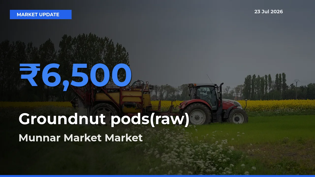 Groundnut pods(raw) Mandi Rate Today: Munnar Market Tops the List