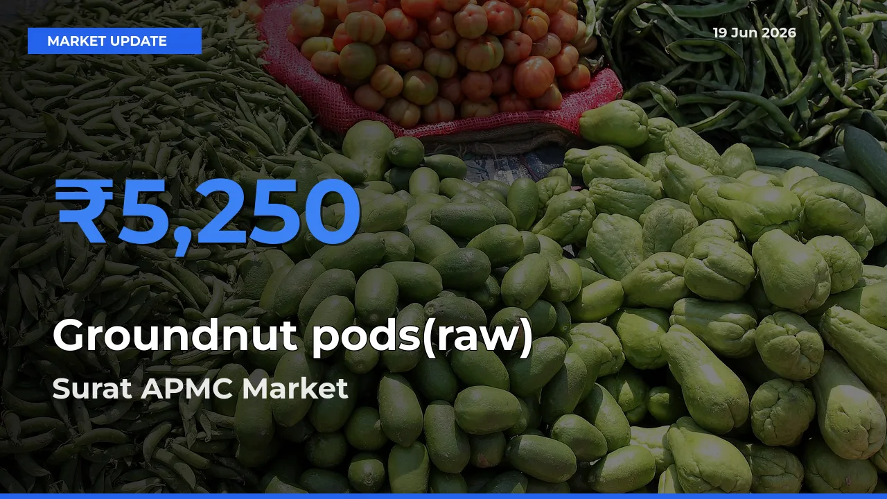 Surat APMC Records Highest ₹5,250 Rate for Groundnut pods(raw)