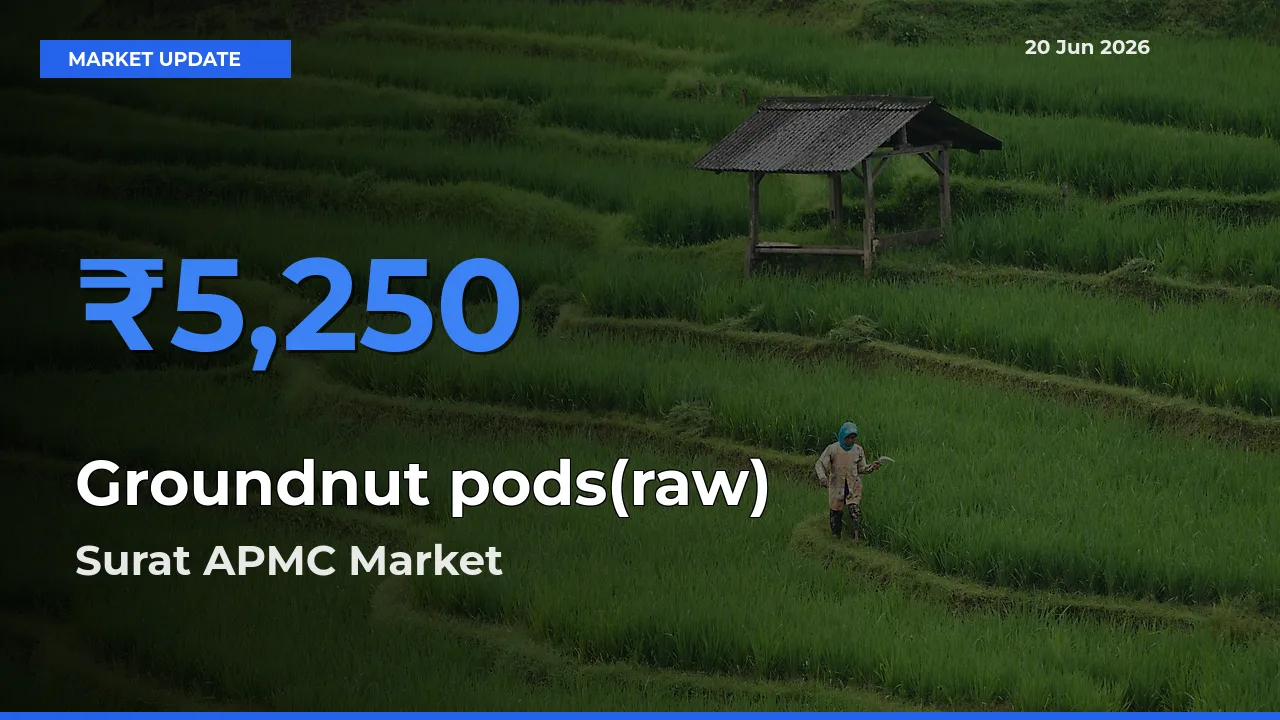 Groundnut pods(raw) Mandi Rate Today: Surat APMC Tops the List