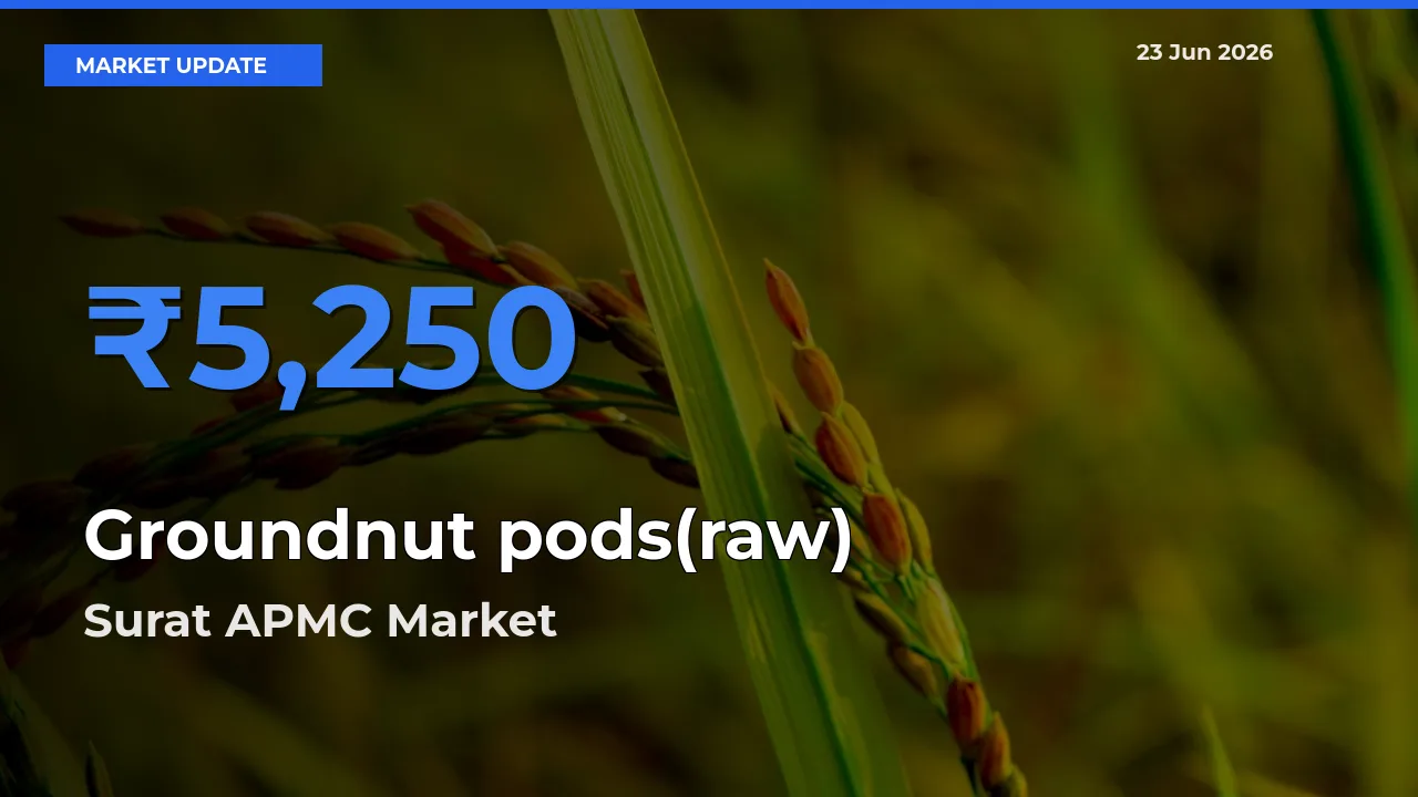 Surat APMC Offers ₹5,250 – Highest Groundnut pods(raw) Rate Today
