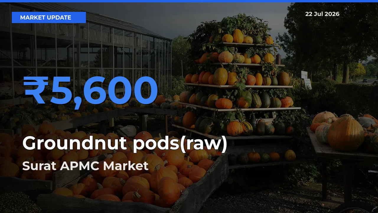 Surat APMC Records Highest ₹5,600 Rate for Groundnut pods(raw)
