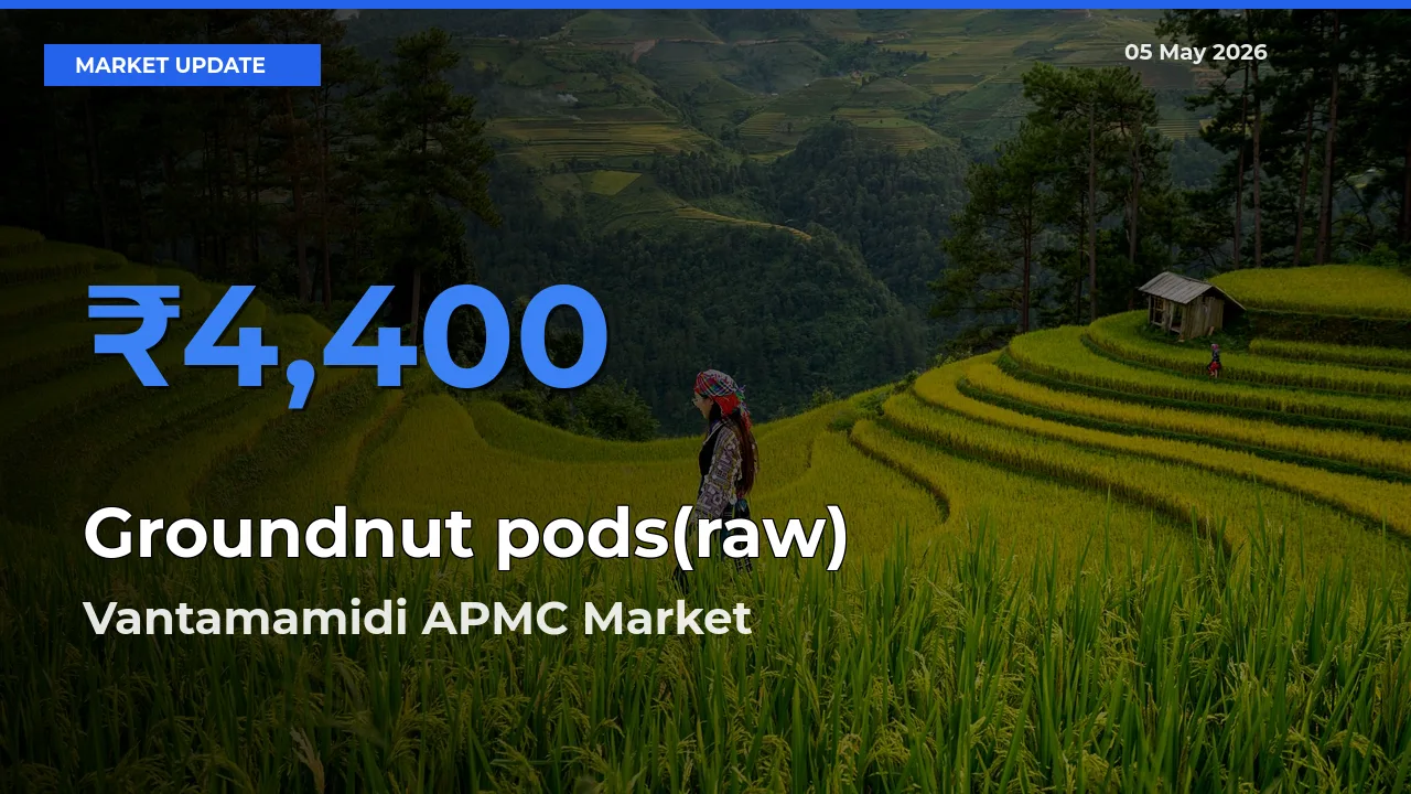 Vantamamidi APMC Records Highest ₹4,400 Rate for Groundnut pods(raw)