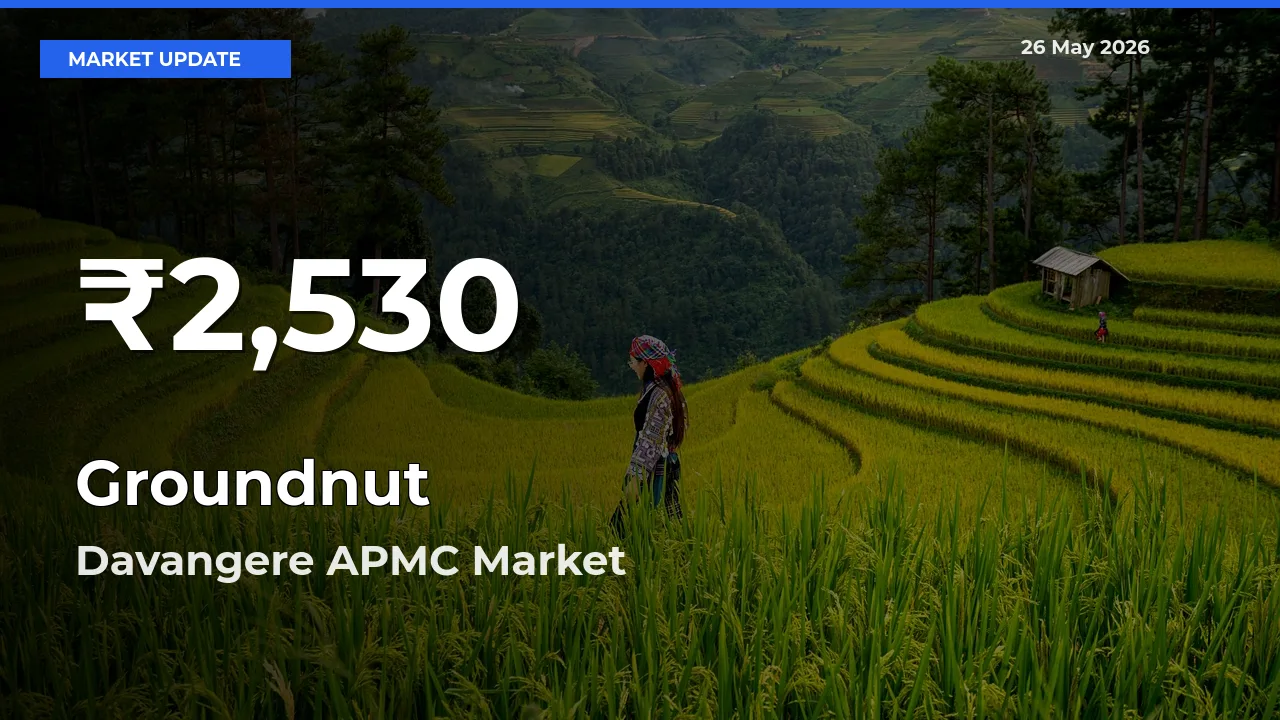 Groundnut Falls to ₹2,530 in Davangere APMC – 30-Day Lowest Rate
