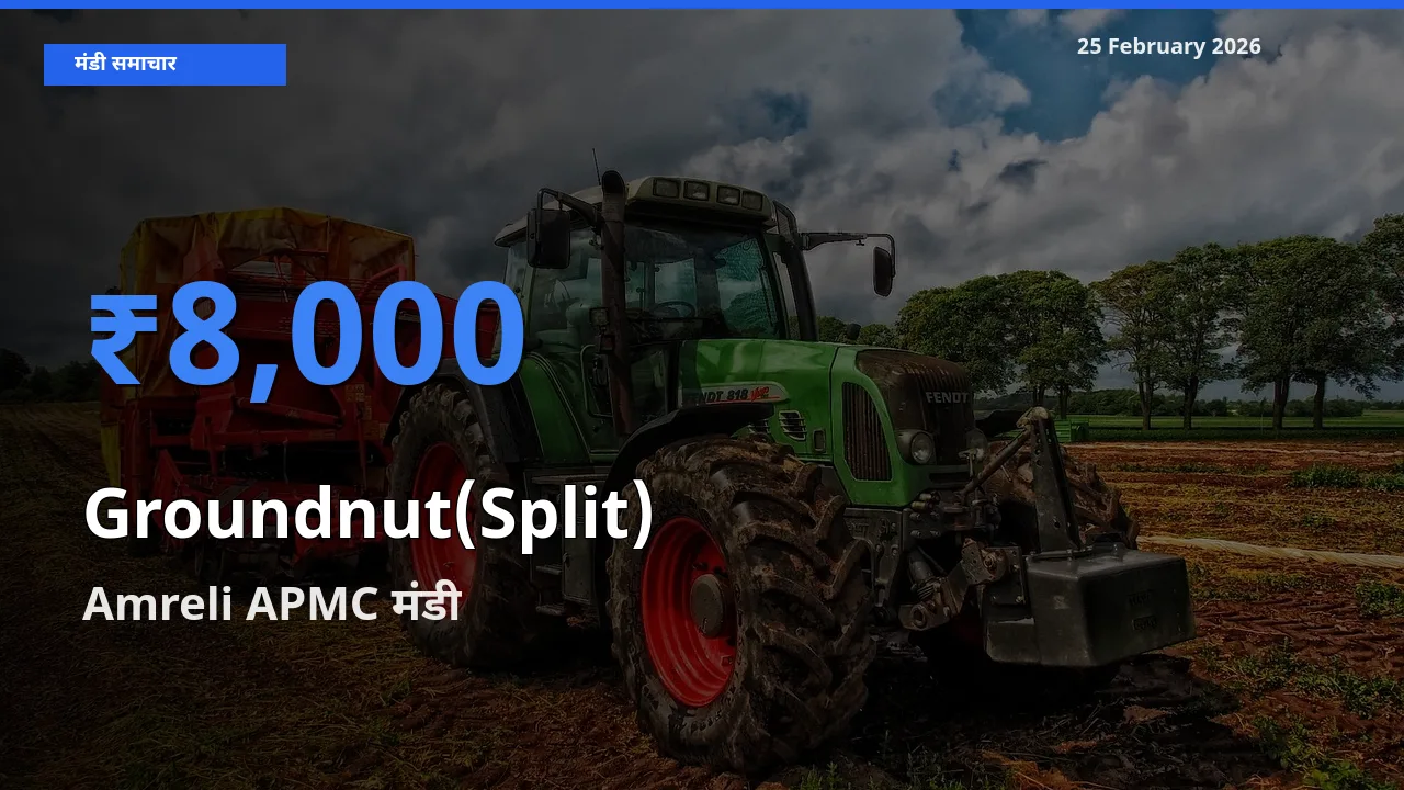 बाज़ार संकेत: Amreli APMC बना Groundnut(Split) के लिए आज की टॉप मंडी