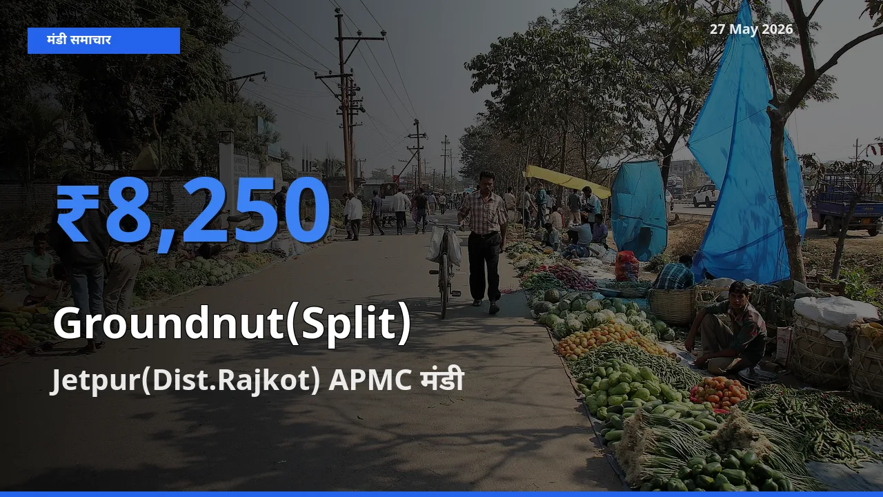 Jetpur(Dist.Rajkot) APMC में मूंगफली दाना (दो फाड़) का आज सबसे ऊँचा भाव