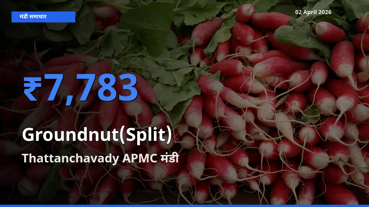 किसानों की पसंद बना Thattanchavady APMC, मूंगफली दाना (दो फाड़) के सबसे अच्छे दाम