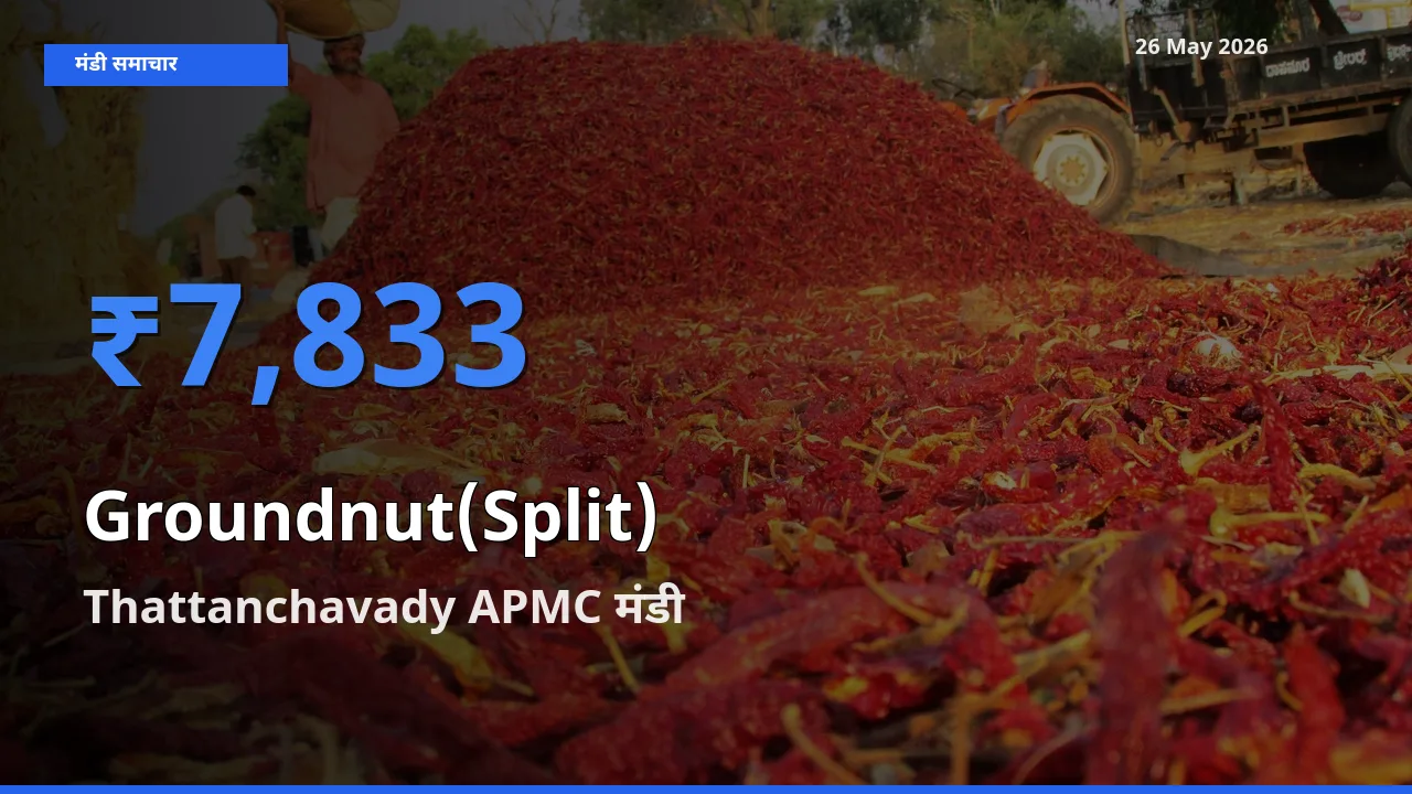 26 May अपडेट: मूंगफली दाना (दो फाड़) के सबसे ऊँचे दाम Thattanchavady APMC मंडी में