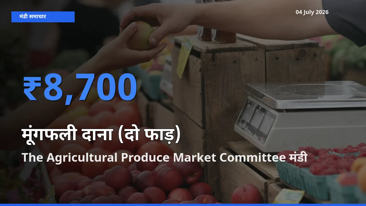 आज का मंडी भाव: मूंगफली दाना (दो फाड़) के सबसे ज़्यादा दाम The Agricultural Produce Market Committee में