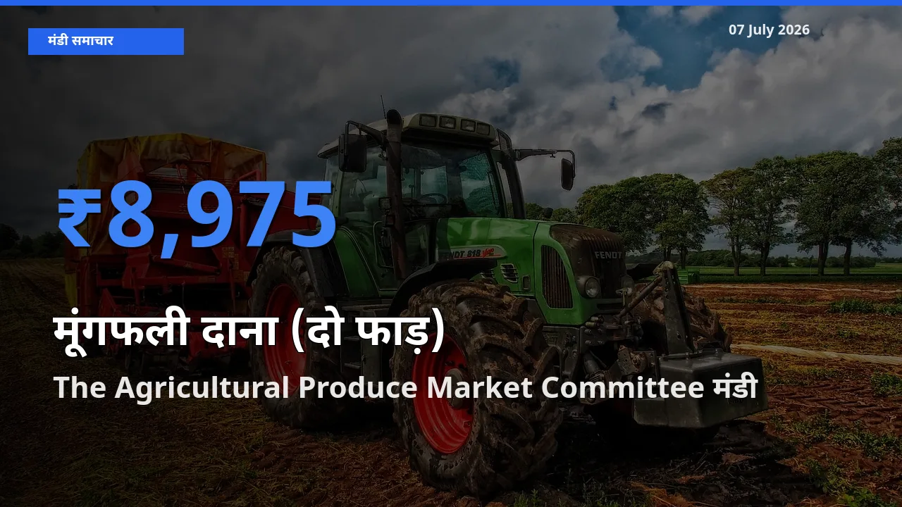 The Agricultural Produce Market Committee में मूंगफली दाना (दो फाड़) का आज सबसे ऊँचा भाव