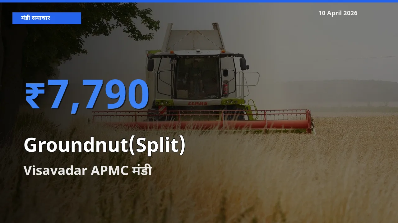 Visavadar APMC में मूंगफली दाना (दो फाड़) का आज सबसे ऊँचा भाव