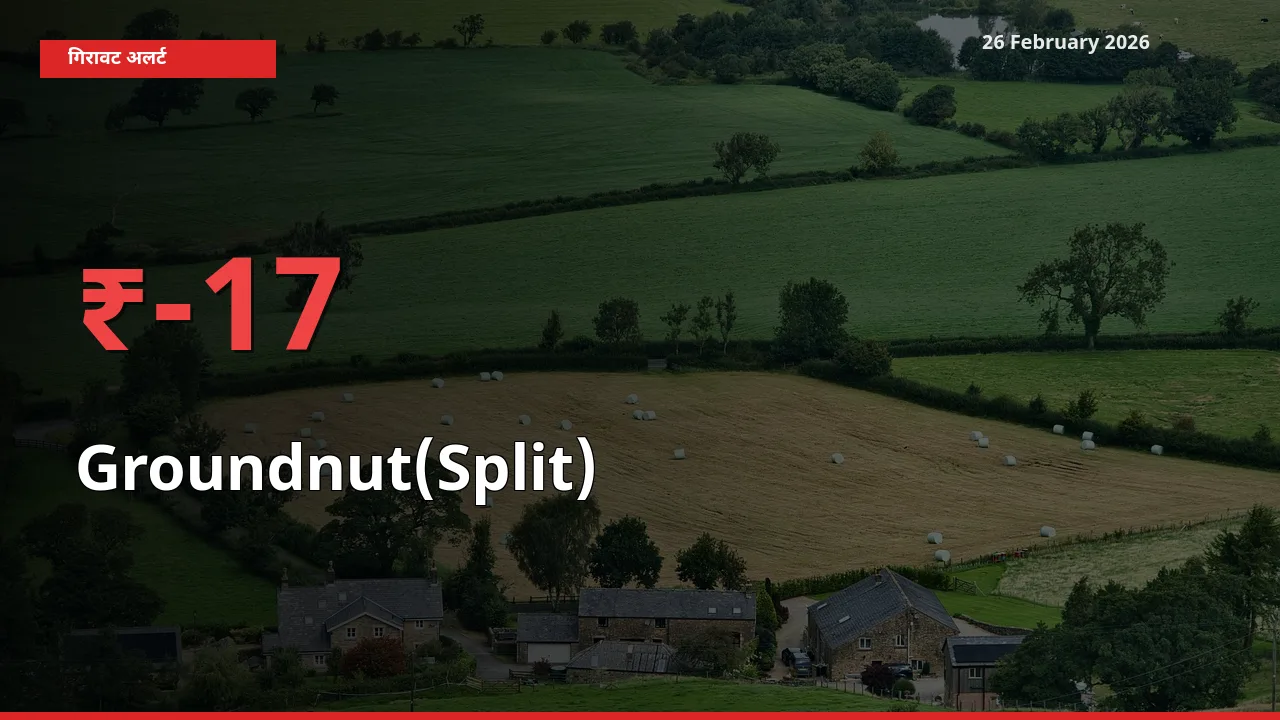 17.3% की गिरावट! मंडी में Groundnut(Split) के दाम अचानक टूटे