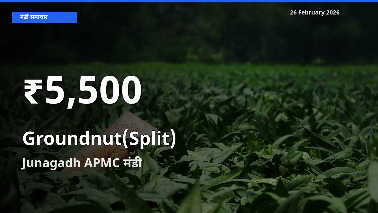किसानों के लिए चिंता का विषय? Groundnut(Split) के दाम Junagadh APMC में 30 दिन के न्यूनतम स्तर पर
