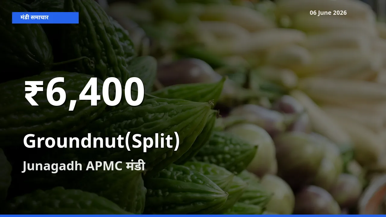 आज का मंडी भाव: Junagadh APMC में मूंगफली दाना (दो फाड़) 30 दिन के सबसे कम स्तर पर