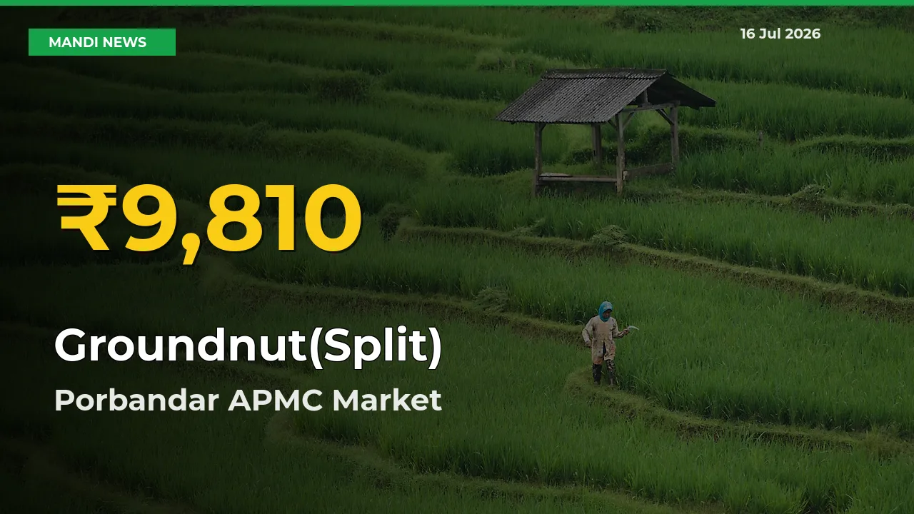 Porbandar APMC Leads as Groundnut(Split) Hits Highest Rate – July 16 Update