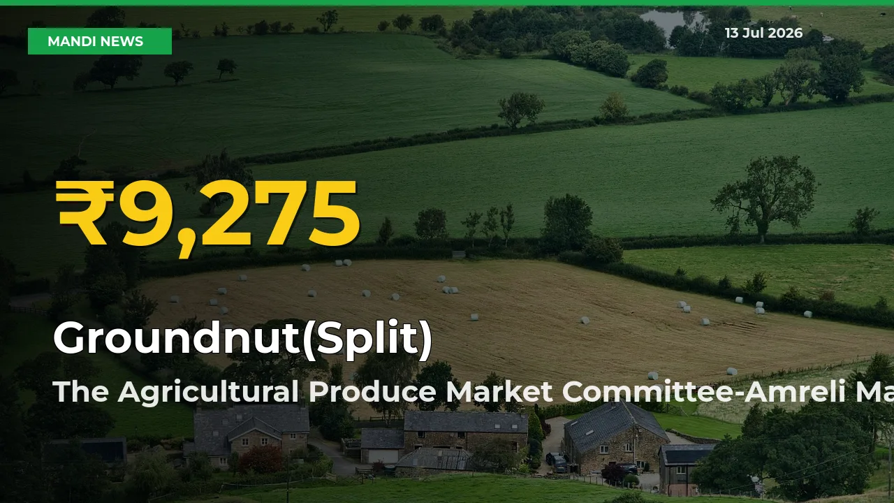Groundnut(Split) Prices Soar to Record High in The Agricultural Produce Market Committee-Amreli – Farmers Alert Today